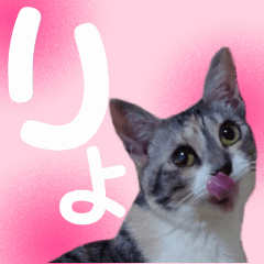 [LINEスタンプ] 毎日使える＊猫スタンプ