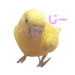 [LINEスタンプ] インコ＆インコ