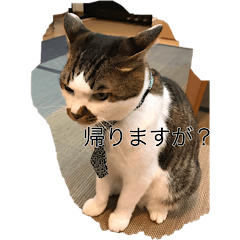 [LINEスタンプ] 帰りたい動物達