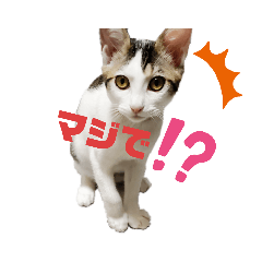 [LINEスタンプ] 日常のテオちゃん