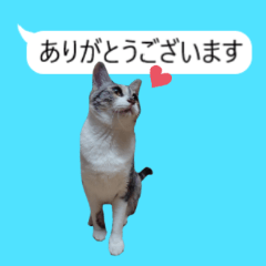 [LINEスタンプ] 吹き出し＊猫スタンプ