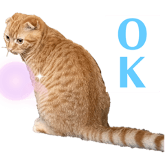 [LINEスタンプ] ねっこー！！