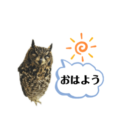[LINEスタンプ] かわいいふくろう