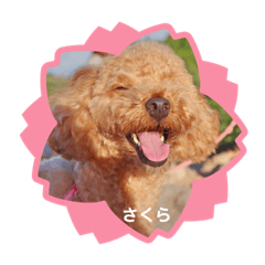 [LINEスタンプ] さくらのスタンプ♥
