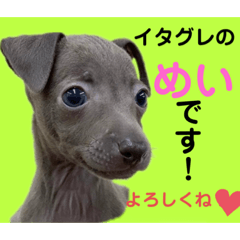 [LINEスタンプ] めいと、時々ももこ、少しはなちゃんw