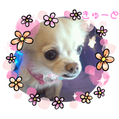 [LINEスタンプ] 近藤ひめちゃん