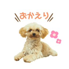 [LINEスタンプ] わが家のこむぎPart3