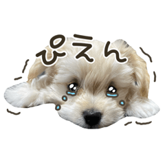 [LINEスタンプ] わんかぞく1