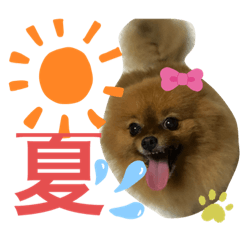 [LINEスタンプ] ポメラニアン姫ちゃん⑩