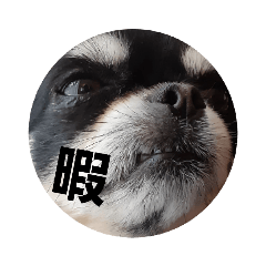 [LINEスタンプ] 犬スタンプTOTO