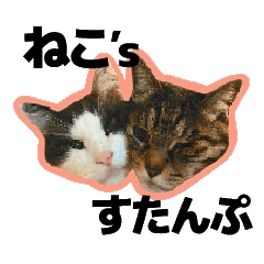 [LINEスタンプ] ねこ’s すたんぷ