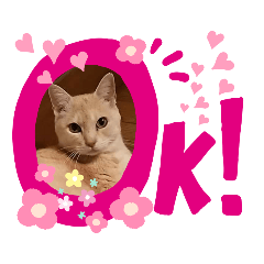 [LINEスタンプ] ivory猫のことば