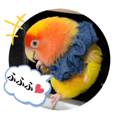[LINEスタンプ] 便利【コザクラインコ】＊ぴぃちゃん2