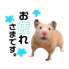 [LINEスタンプ] キンクマ♡ハムスター