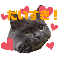 [LINEスタンプ] おねこさまの日常