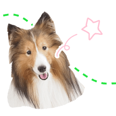 [LINEスタンプ] Shetland Sheepdog_LUCKY