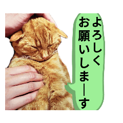[LINEスタンプ] Josuke is cat.
