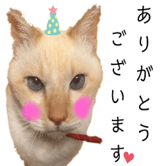 [LINEスタンプ] 笹かま猫フニャの愉快なスタンプ