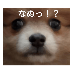 [LINEスタンプ] 陽気なきなこ