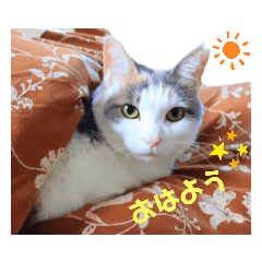 [LINEスタンプ] うちのにゃん's 3