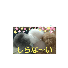 [LINEスタンプ] 我が家ワンコ