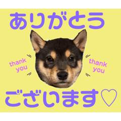 [LINEスタンプ] 柴犬のこはるなんです〜黒柴子犬ちゃん〜①