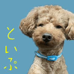 [LINEスタンプ] 焼き菓子トイプードル