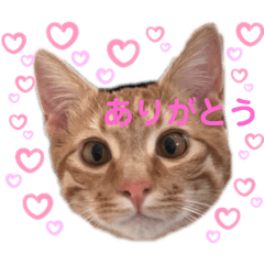 [LINEスタンプ] ちゃんまつスタンプ⑤