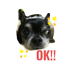 [LINEスタンプ] kocchan  2