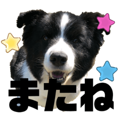 [LINEスタンプ] ボーですがなにか？