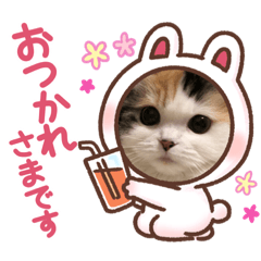 [LINEスタンプ] はぴちゃんの日常会話No.3