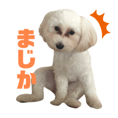 [LINEスタンプ] うちのミルモがかわいい2