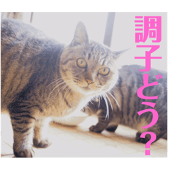 さいき家の動物たち
