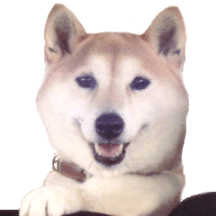[LINEスタンプ] 世界一可愛い柴犬シェリーちゃんスタンプ