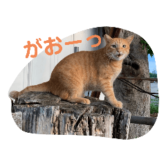 [LINEスタンプ] 地域猫とお友達