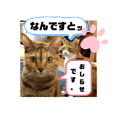 [LINEスタンプ] アイラブにゃんこ