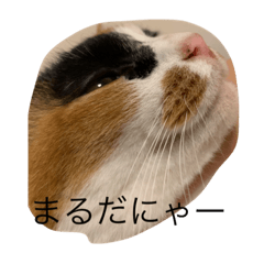 [LINEスタンプ] まるのスタンプにゃにゃーん2