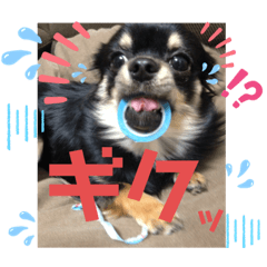 [LINEスタンプ] ましゅとくふぃのスタンプ
