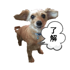 [LINEスタンプ] いぬのまろにーちゃん