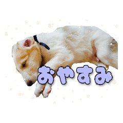 [LINEスタンプ] アシェルのスタンプ
