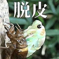 [LINEスタンプ] セミ脱皮中