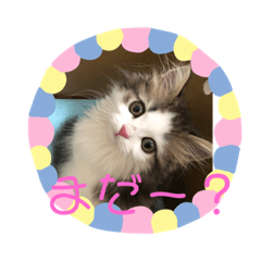[LINEスタンプ] レオくん☆彡.。
