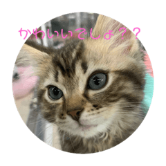 [LINEスタンプ] なんかに使えそうなウミくんスタンプ