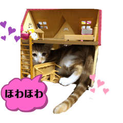 [LINEスタンプ] 日常cat 3
