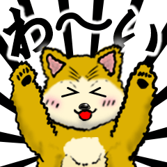 [LINEスタンプ] もっふもふ 柴犬！の画像（メイン）