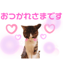 [LINEスタンプ] くりたまくろ