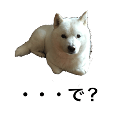[LINEスタンプ] 北海道犬くまの日常2