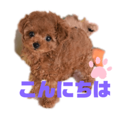 [LINEスタンプ] ふわふわ プードル王子