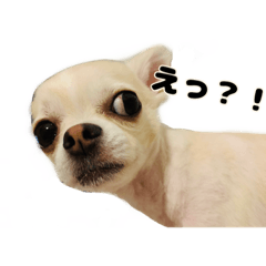[LINEスタンプ] チワワのコロ助くん ①
