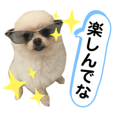 [LINEスタンプ] 犬♡実写 家族♡